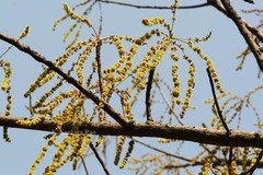 Lannea coromandelica